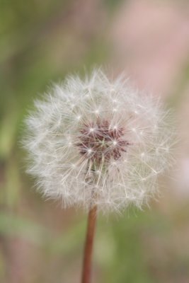Dandelion Going To Seed