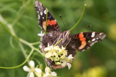 Red Admiral