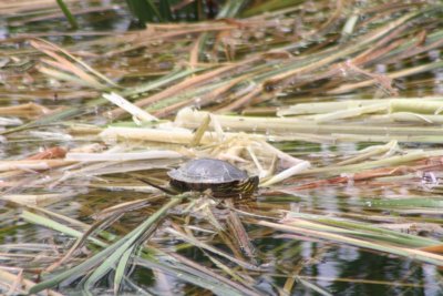 Painted Turtle