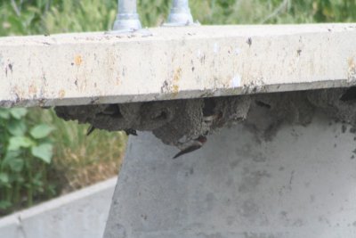 Cliff Swallow & Nests