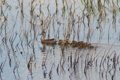 Blue-winged Teal and Ducklings