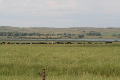 Lacreek NWR---June 2007