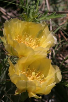 Prickly Pear