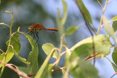 Cherry-faced or Jane's Meadowhawk (female)