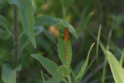Cherry-faced or Jane's Meadowhawk (female)