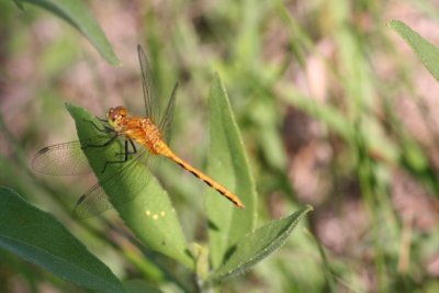 Cherry-faced or Jane's Meadowhawk (female)