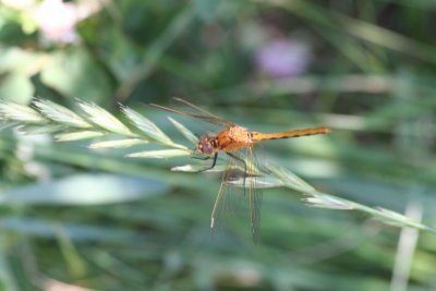 Cherry-faced or Jane's Meadowhawk