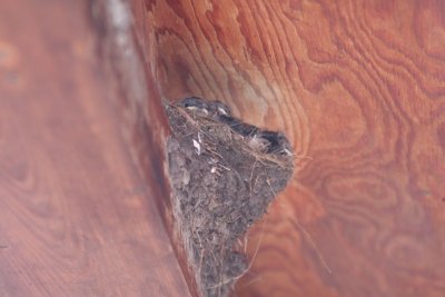 Barn Swallow Nest And Nestlings