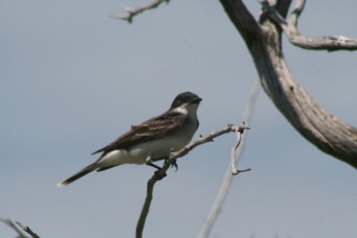 Eastern Kingbird