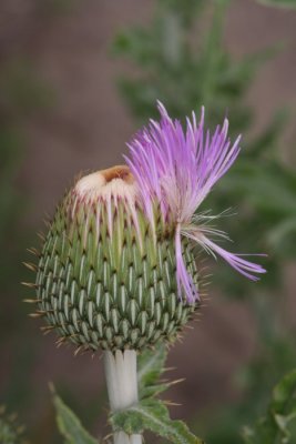 Thistle Just Starting To Open