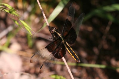 Widow Skimmer (female)