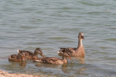 Mrs. Mallard And Her Almost Grown Up Ducklings