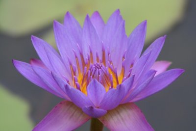 Water Lilies and Lotus
