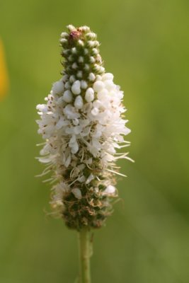 White Prairie Clover