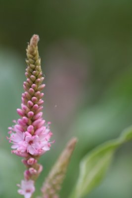 Swamp Smartweed