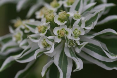 Snow on the Mountain (Euphorbia marginata  Pursh)