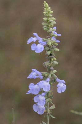 Pitcher (Blue) Sage (Salvia azurea)