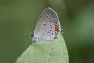 Eastern Tailed Blue