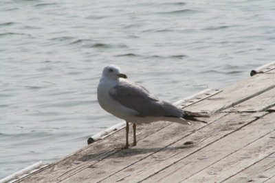 Ring-billed Gull