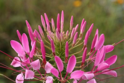 Rocky Mountain Bee Plant