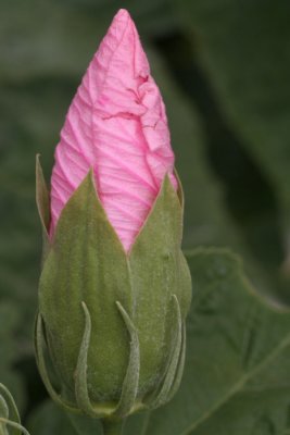 Hibiscus Bud