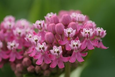 Sullivant Milkweed