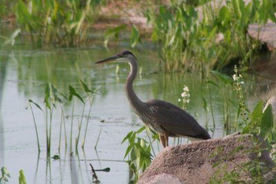 Great Blue Heron