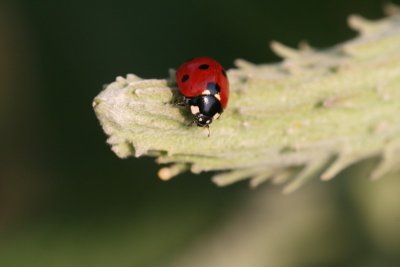 Seven-spotted Lady Beetle