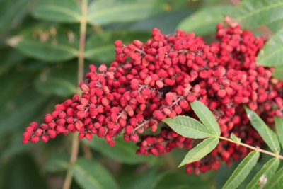 Redberry Elder