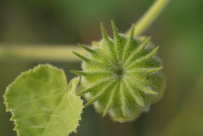 Velvet-leaf Seed Pod