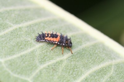 Multicolored Asian Lady Beetle Larva