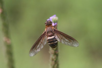 Progressive Beefly