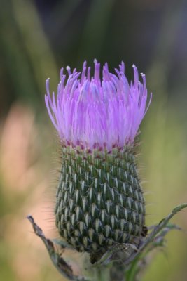Thistle Starting To Open
