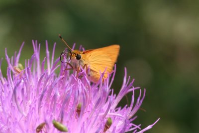 Delaware Skipper