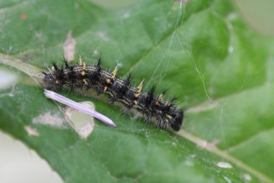 Painted Lady Caterpillar