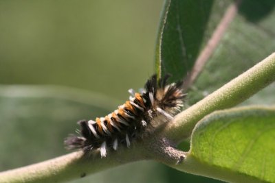 Milkweed Tussock Caterpillar