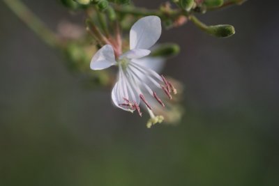 Large-flowered Gaura