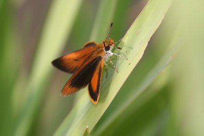 Least Skipper