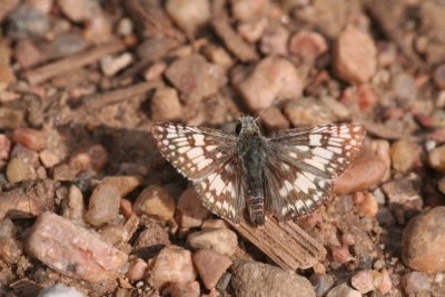 Common Checkered-Skipper