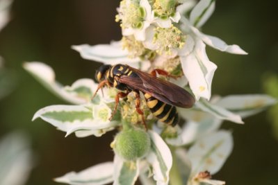 Paper Wasp, I believe