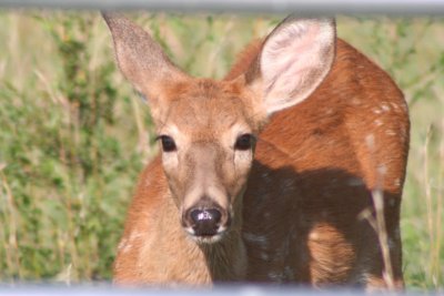 White-tailed  fawn