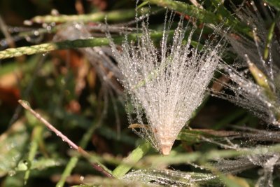 Dewy Thistle Gone To Seed