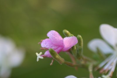 Dewy Large-flowered Guara Bud