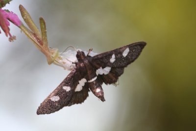 Dewy Winged Grape Leaf Folder Moth