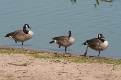 Three one legged Canada geese
