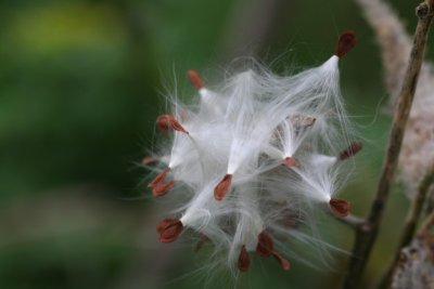 Milkweed Going To Seed