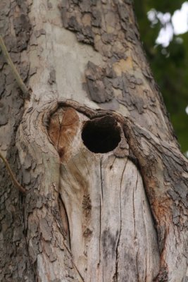 Northern Flicker Nest