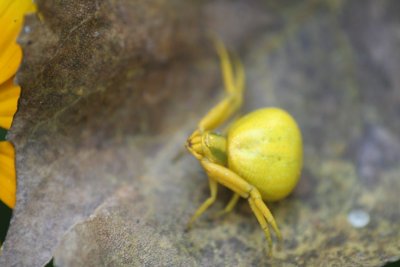 Goldenrod Crab Spider