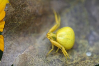 Goldenrod Crab Spider