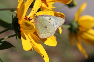 Clouded (Common) Sulphur